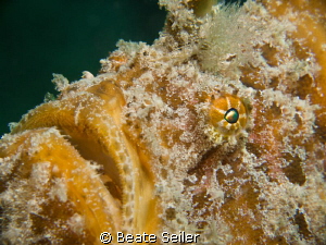 Yellow Frogfish by Beate Seiler 